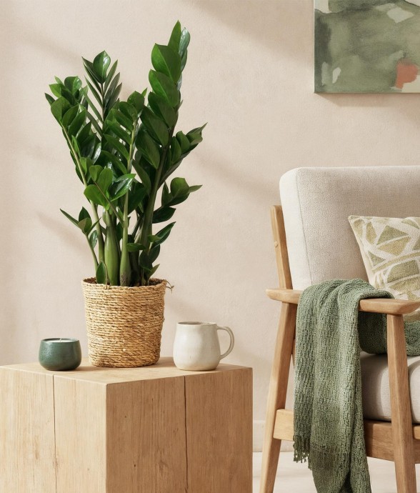 Zamioculcas zamiifolia -  2