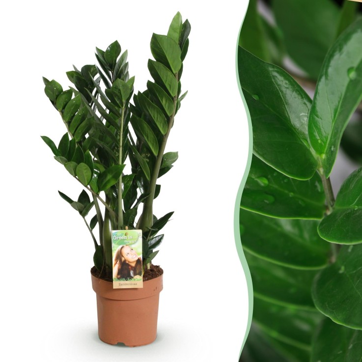 Zamioculcas zamiifolia -  2