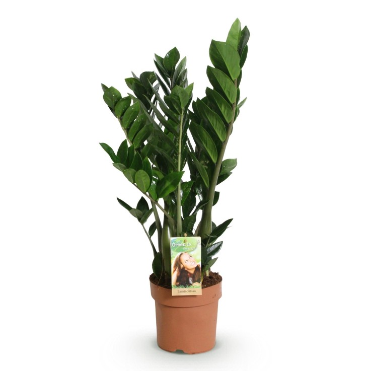 Zamioculcas zamiifolia -  2