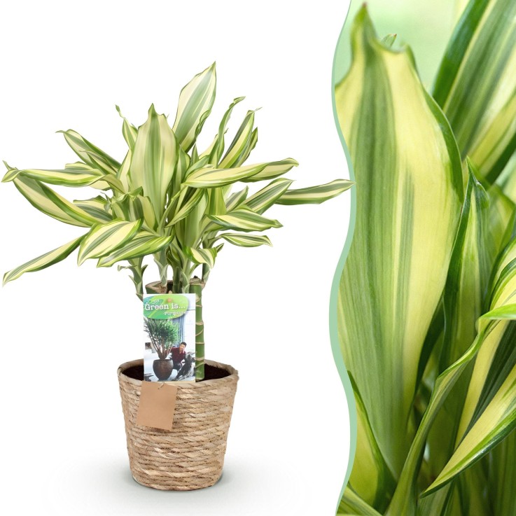 Dracaena Diamond Dream et panier