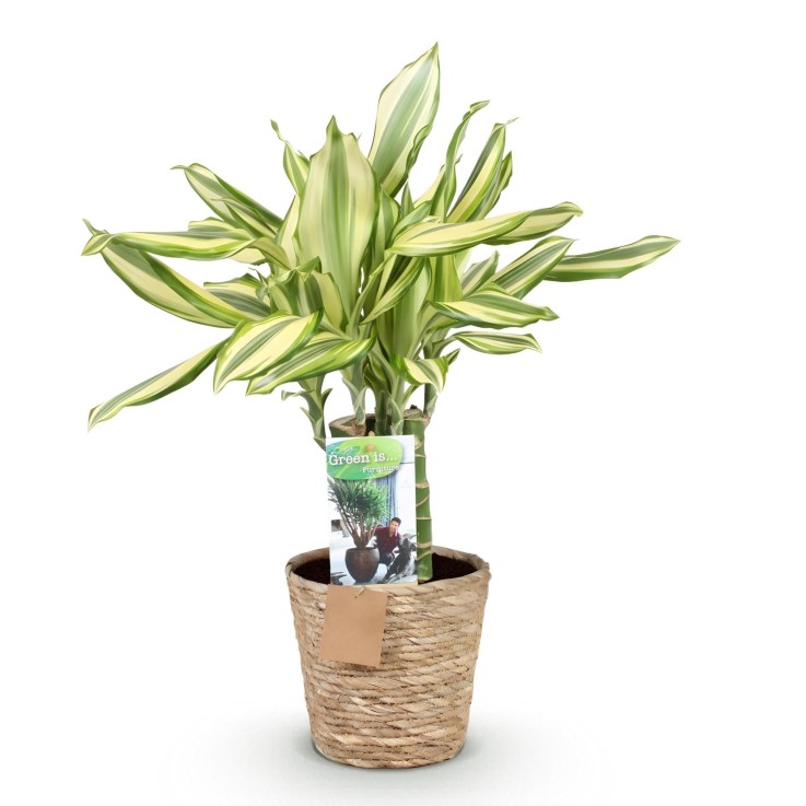 Dracaena Diamond Dream et panier