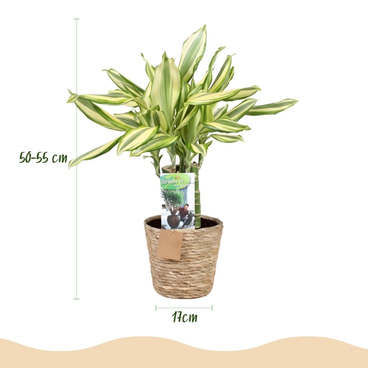 Dracaena Diamond Dream et panier