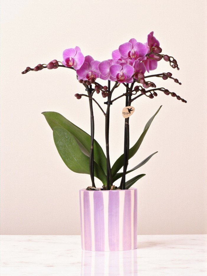 Orchidée phalaenopsis violette 'Vienna' + pot rayé lilas