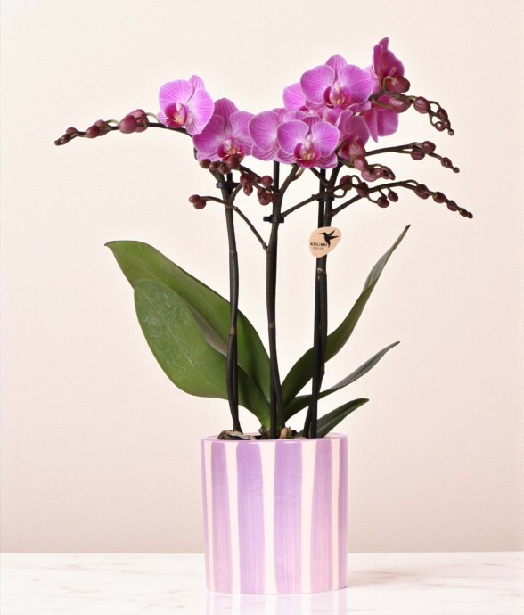 Orchidée phalaenopsis...