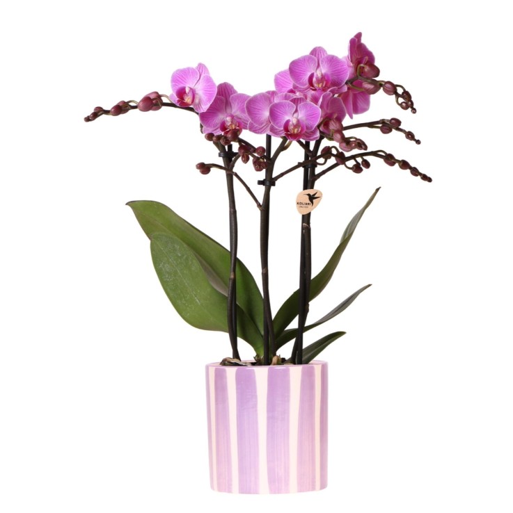 Orchidée phalaenopsis violette 'Vienna' + pot rayé lilas