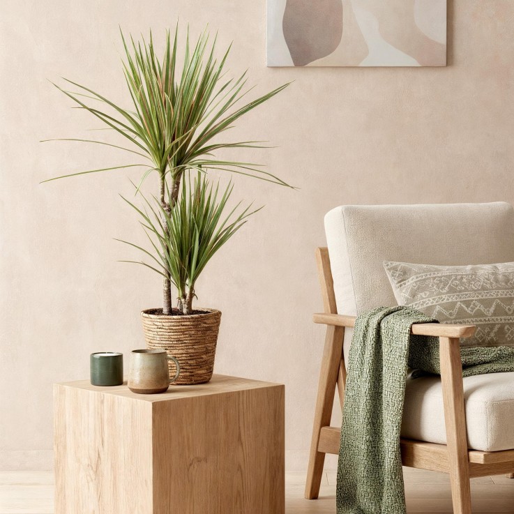 Dracaena Marginata Bicolor et panier
