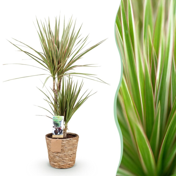 Dracaena Marginata Bicolor et panier