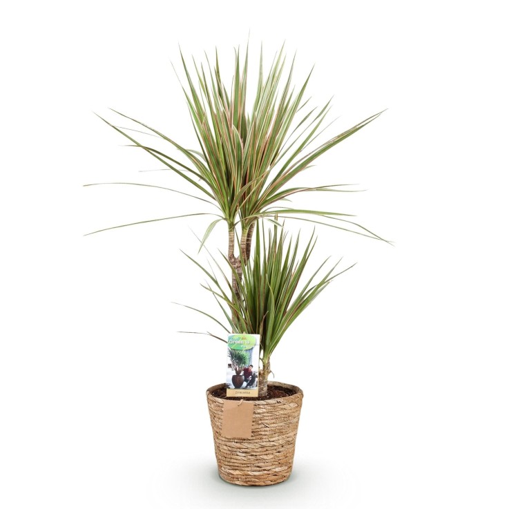 Dracaena Marginata Bicolor et panier