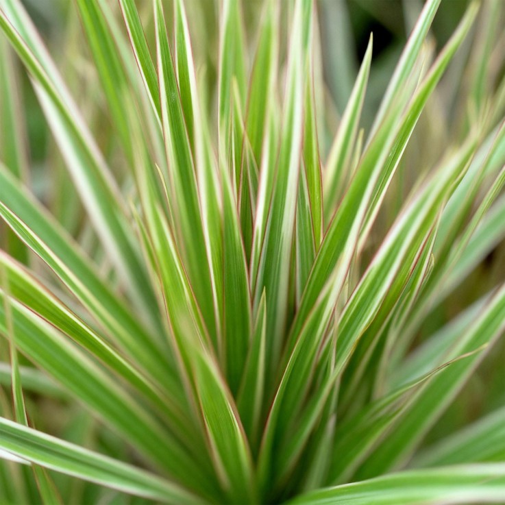 Dracaena Marginata Bicolor et panier