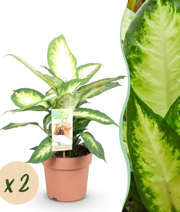 Dieffenbachia Camilla – Pot...