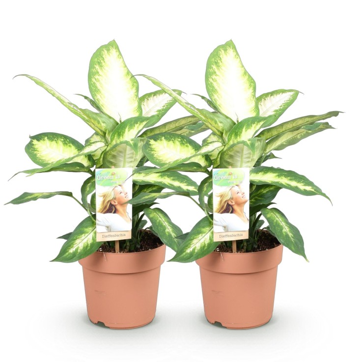 Dieffenbachia Camilla – Pot 17 cm – Hauteur 45-50 cm X2