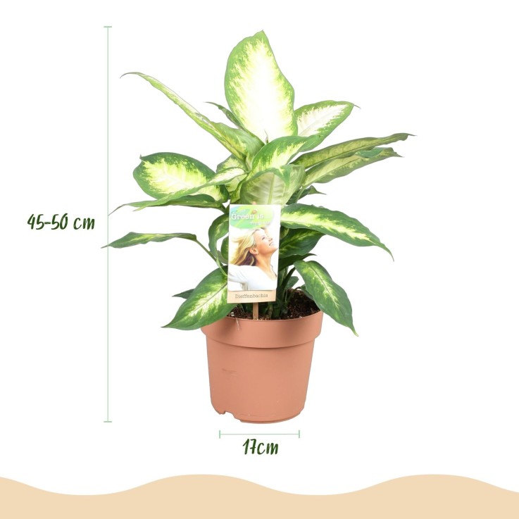 Dieffenbachia Camilla – Pot 17 cm – Hauteur 45-50 cm X2