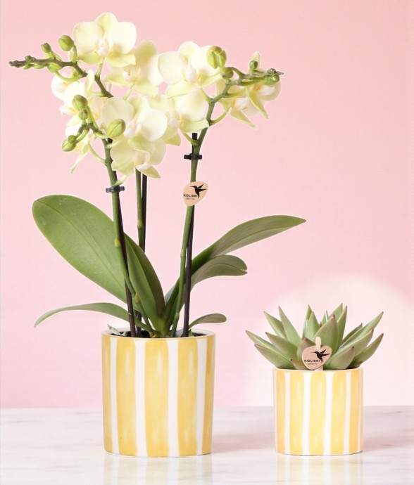 Orchidée Phalaenopsis &...