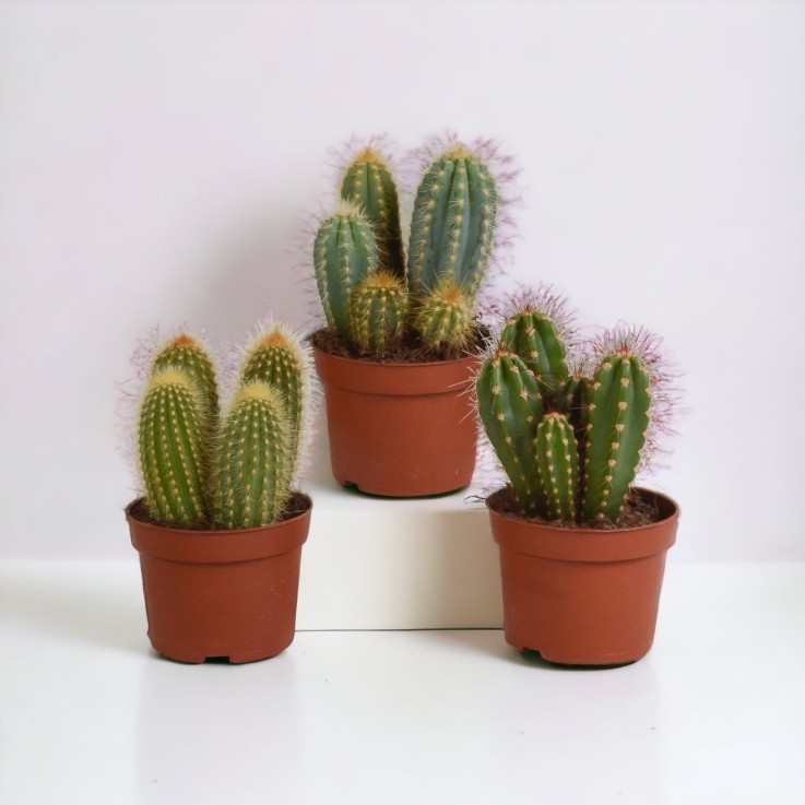 Coffret cactus - Lot de 3 plantes, h23cm