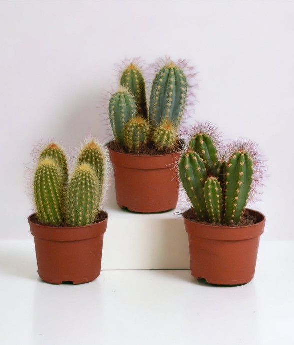 Coffret cactus - Lot de 3...