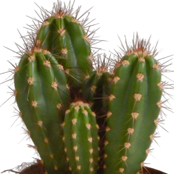 Coffret cactus - Lot de 3 plantes, h23cm