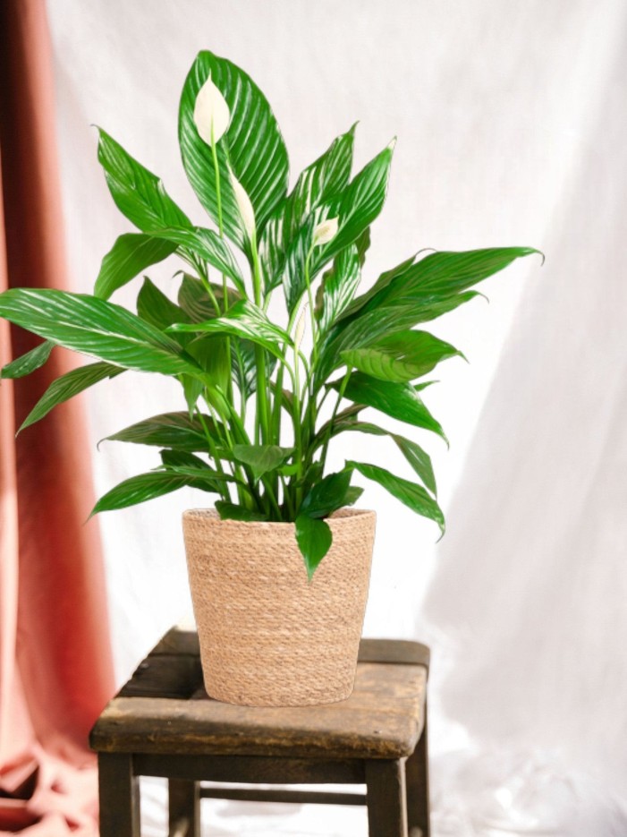 Spathiphyllum et son pot -  Panier gris