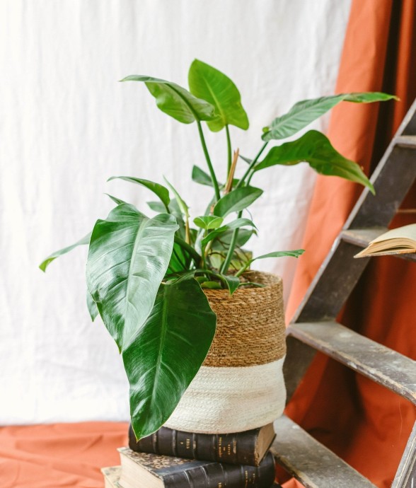 Philodendron Green Imperial...