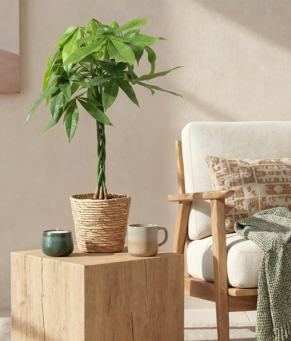 Pachira Aquatica tronc tressé