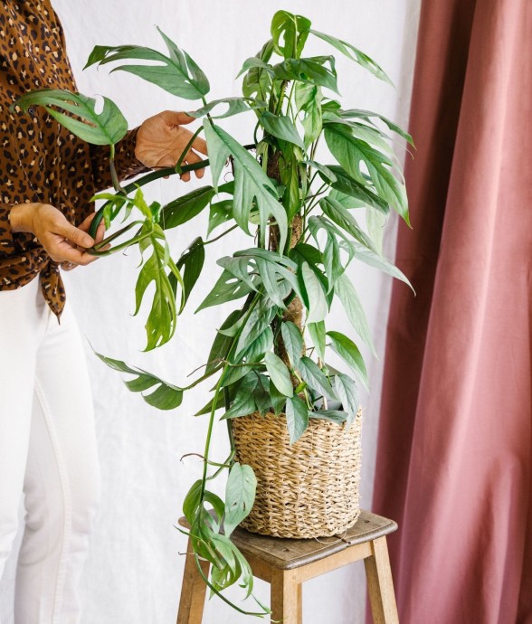 Epipremnum Pinnatum Cebu Blue