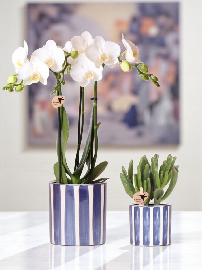 Phalaenopsis Amabilis blanche en pot Painted Stripe bleu