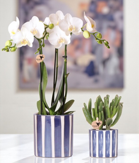 Phalaenopsis Amabilis...