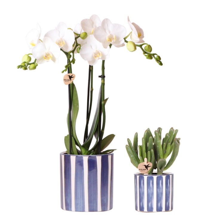 Phalaenopsis Amabilis blanche en pot Painted Stripe bleu