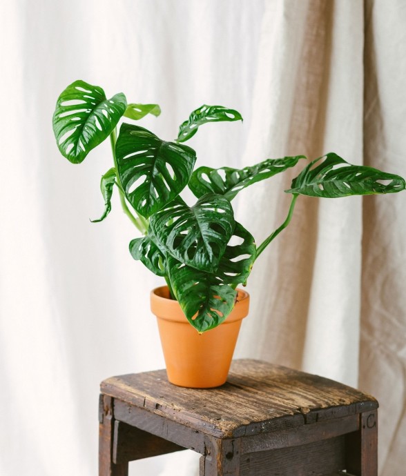 Monstera Adansonii
