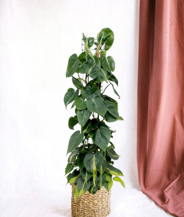 Philodendron Brasil