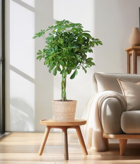 Schefflera Nora et son pot...