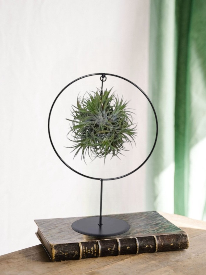 Tillandsia sur socle d17cm