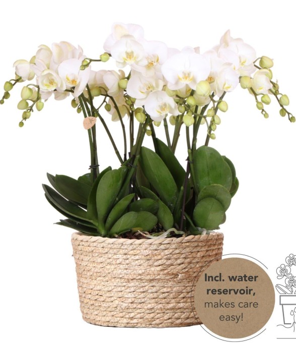 Orchidées Blanches en...