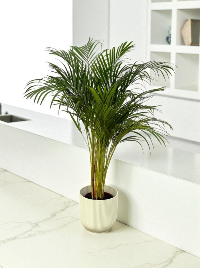 Grand Palmier Areca et son pot -  Hauteur 110cm Rose