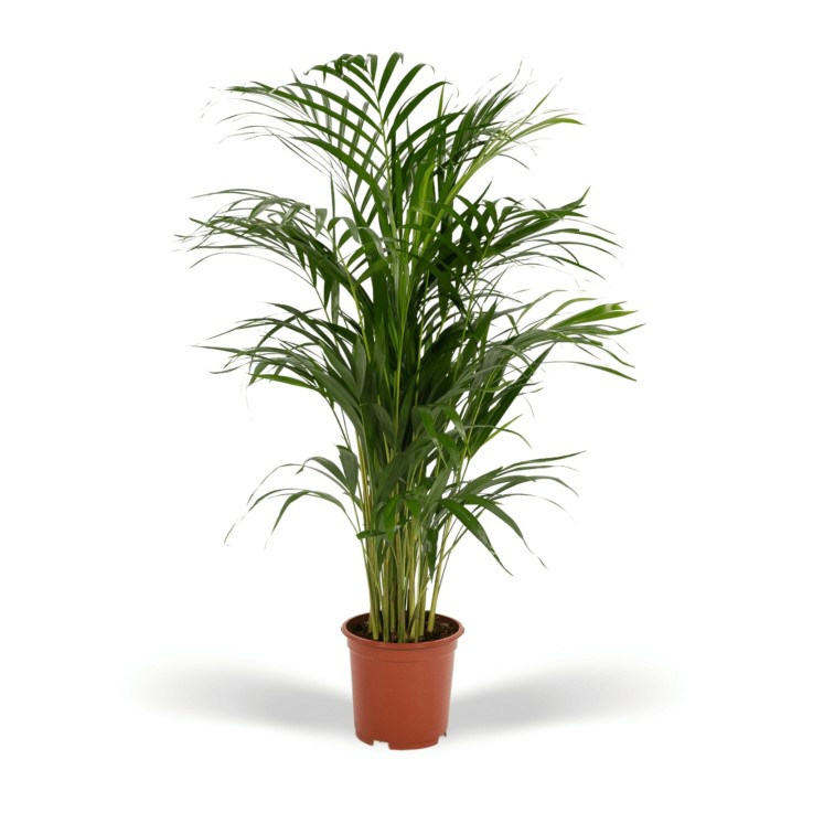 Grand Palmier Areca et son pot -  Hauteur 110cm Rose
