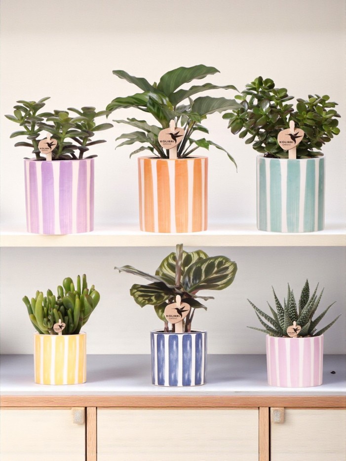 Mix de Plantes Vertes avec Pots Decoratifs