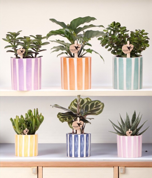 Mix de Plantes Vertes avec...