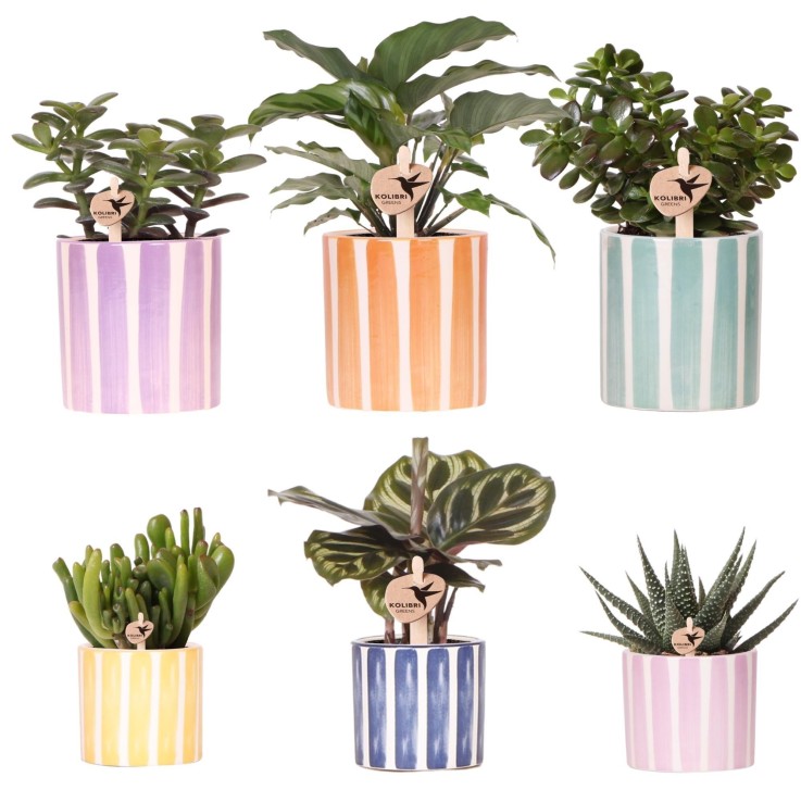 Mix de Plantes Vertes avec Pots Decoratifs