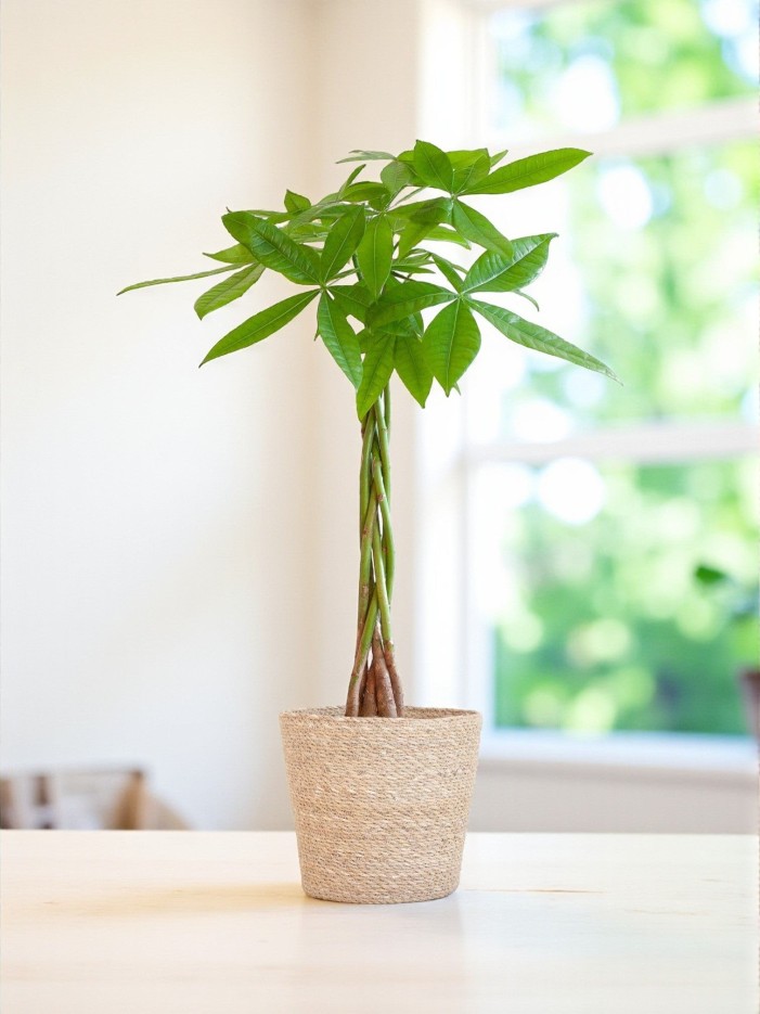 Pachira Aquatica et son pot -  Panier naturel