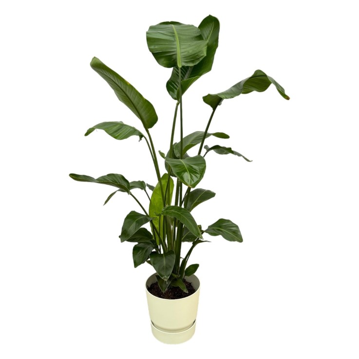 Strelitzia Nicolai 160cm et son pot -  Vert + Reservoir