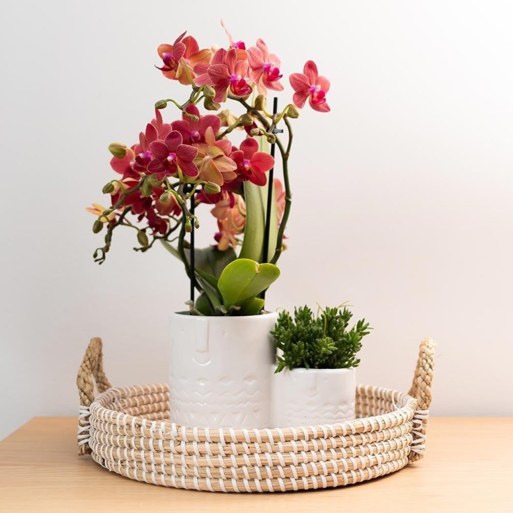 Orchidée Phalaenopsis rouge - Congo -  Par 2