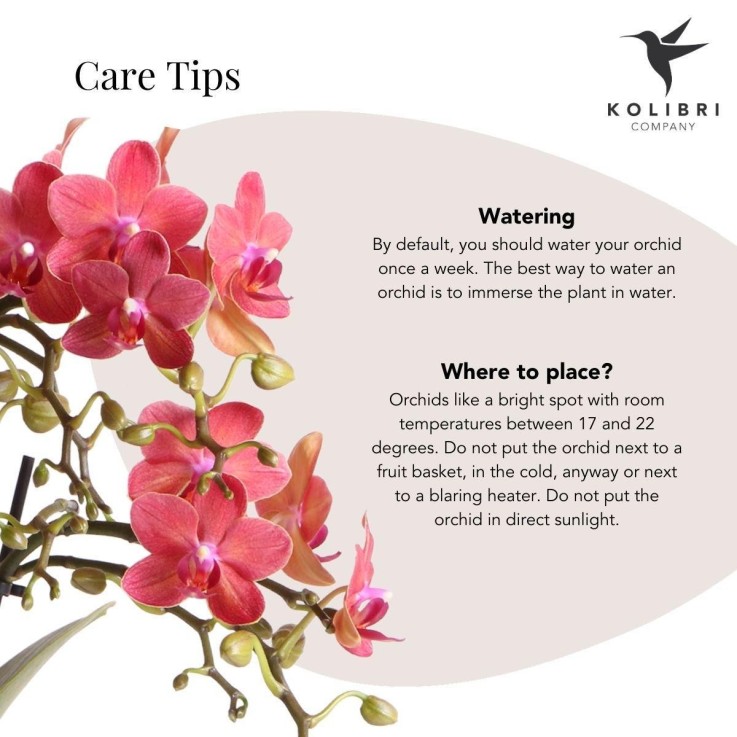 Orchidée Phalaenopsis rouge - Congo -  Par 2