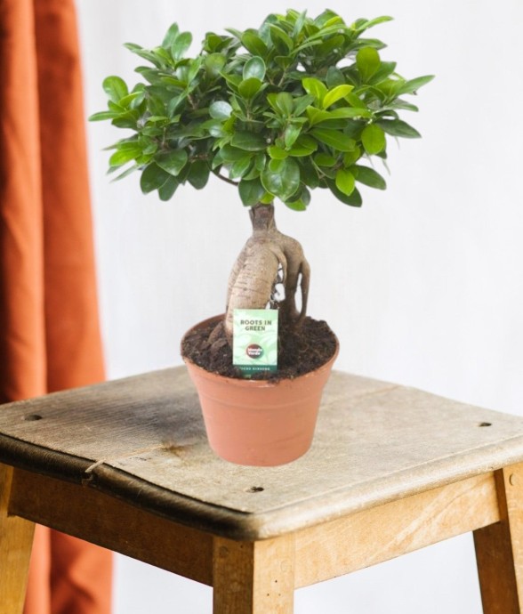 Ficus Microcarpa Ginseng