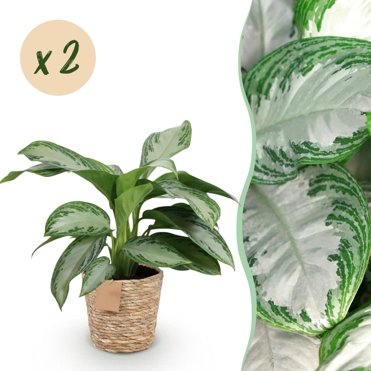 Aglaonema Silver Bay – Lot de 2 – Pot 17 cm – Hauteur 70 cm