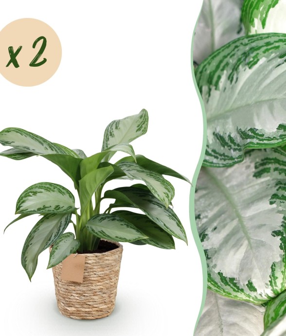 Aglaonema Silver Bay – Lot...