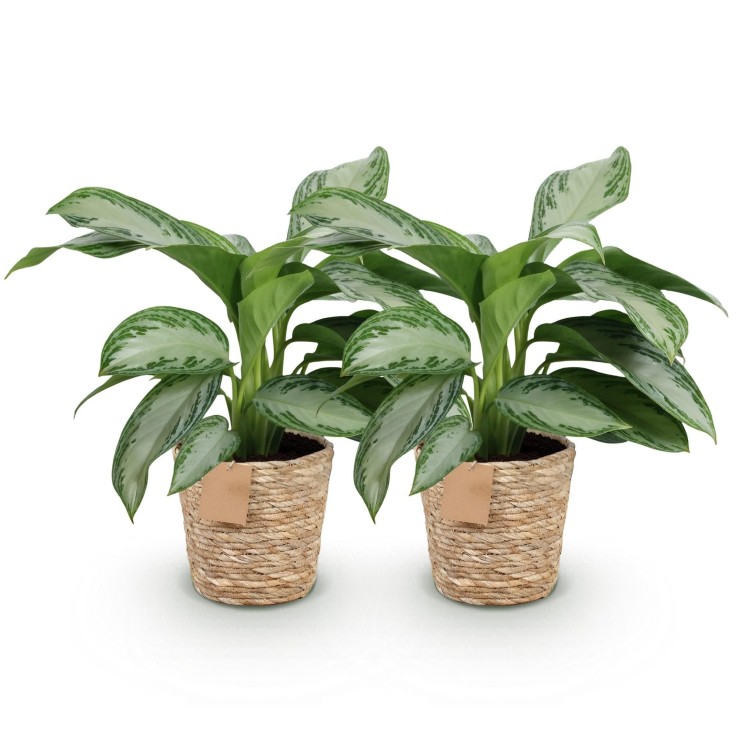 Aglaonema Silver Bay – Lot de 2 – Pot 17 cm – Hauteur 70 cm