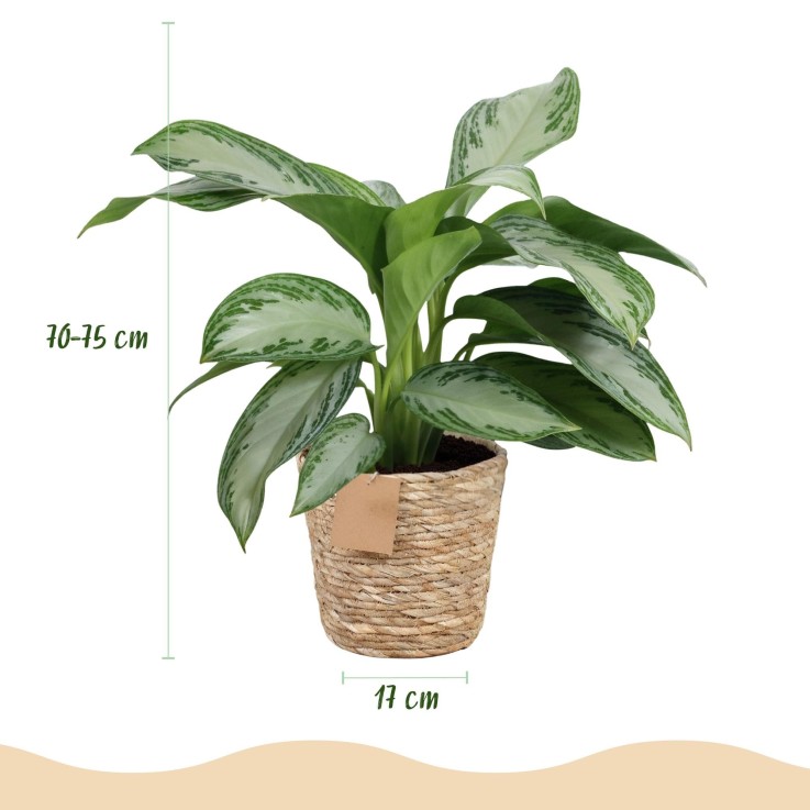 Aglaonema Silver Bay – Lot de 2 – Pot 17 cm – Hauteur 70 cm
