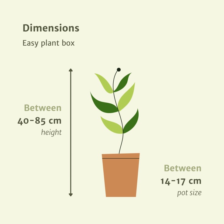 Box facile d'entretien x4 - plantes d'intérieur facile d'entretien