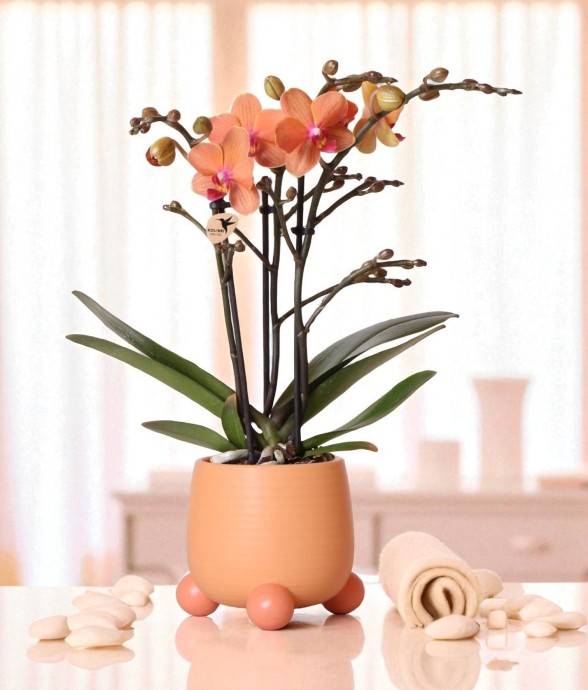 Orchidée Corail et son pot...