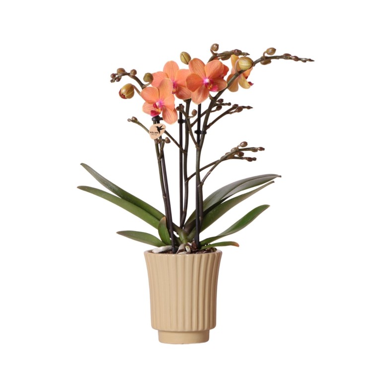 Orchidée Corail et son pot -  Jaguar