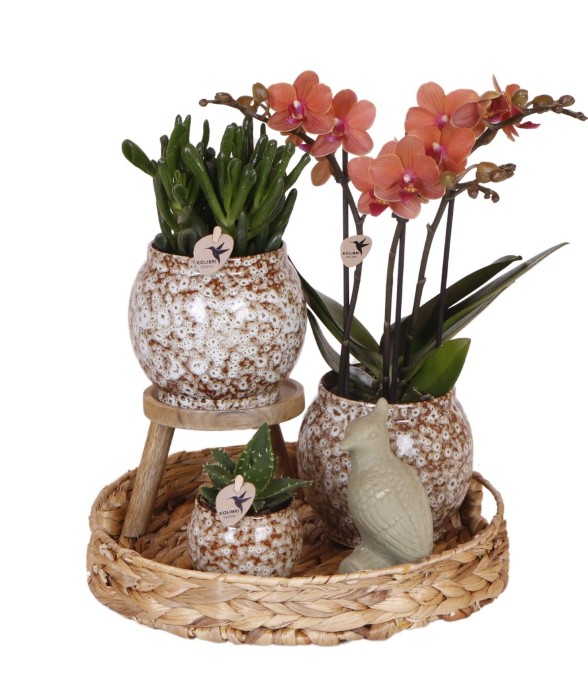 Coffret Untamed Nature :...